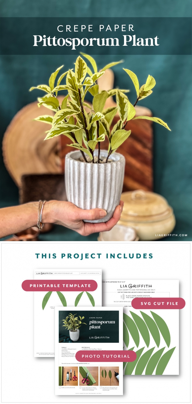 Crepe Paper Pittosporum Plant - Lia Griffith